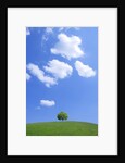 Single tree in a field under a blue sky. Hokkaido, Japan by Anonymous