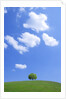 Single tree in a field under a blue sky. Hokkaido, Japan by Anonymous