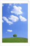 Single tree in a field under a blue sky. Hokkaido, Japan by Anonymous