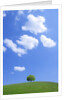 Single tree in a field under a blue sky. Hokkaido, Japan by Anonymous