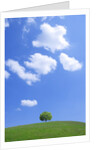 Single tree in a field under a blue sky. Hokkaido, Japan by Anonymous