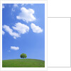 Single tree in a field under a blue sky. Hokkaido, Japan by Anonymous