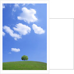 Single tree in a field under a blue sky. Hokkaido, Japan by Anonymous