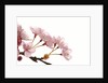 Cherry flowers, close up, white background by Anonymous