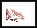 Cherry flowers, close up, white background by Anonymous