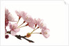 Cherry flowers, close up, white background by Anonymous