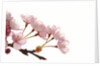 Cherry flowers, close up, white background by Anonymous