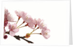 Cherry flowers, close up, white background by Anonymous