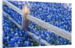 Bluebonnets along fenceline by Anonymous