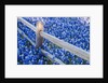 Bluebonnets along fenceline by Anonymous