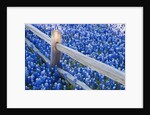 Bluebonnets along fenceline by Anonymous