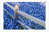 Bluebonnets along fenceline by Anonymous