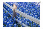 Bluebonnets along fenceline by Anonymous