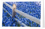 Bluebonnets along fenceline by Anonymous
