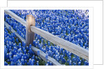 Bluebonnets along fenceline by Anonymous