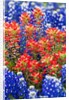 Indian paintbush and bluebonnet flowers by Anonymous