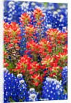 Indian paintbush and bluebonnet flowers by Anonymous