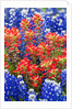 Indian paintbush and bluebonnet flowers by Anonymous