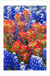 Indian paintbush and bluebonnet flowers by Anonymous