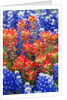 Indian paintbush and bluebonnet flowers by Anonymous