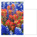 Indian paintbush and bluebonnet flowers by Anonymous