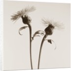 Bachelor Buttons by Tom Marks