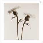 Bachelor Buttons by Tom Marks