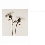 Bachelor Buttons by Tom Marks