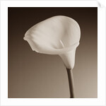 Cally Lily by Tom Marks