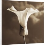 Morning Glory by Tom Marks