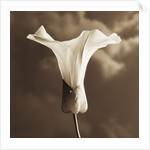 Morning Glory by Tom Marks