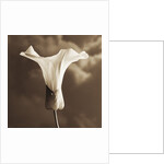 Morning Glory by Tom Marks