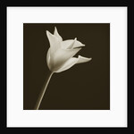 Tulip by Tom Marks
