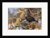 Eurasian blackbird foraging berries from tree by Anonymous