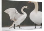 Mute swans in winter by Anonymous