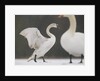 Mute swans in winter by Anonymous