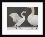 Mute swans in winter by Anonymous
