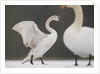 Mute swans in winter by Anonymous