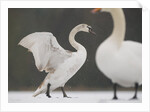 Mute swans in winter by Anonymous