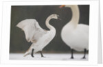 Mute swans in winter by Anonymous