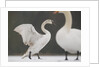 Mute swans in winter by Anonymous