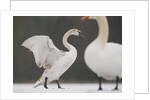 Mute swans in winter by Anonymous