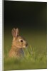 Baby Rabbit in grass by Anonymous