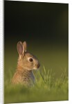 Baby Rabbit in grass by Anonymous