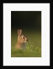 Baby Rabbit in grass by Anonymous
