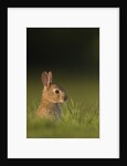 Baby Rabbit in grass by Anonymous