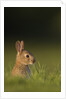 Baby Rabbit in grass by Anonymous
