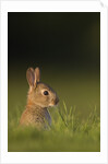 Baby Rabbit in grass by Anonymous
