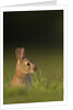 Baby Rabbit in grass by Anonymous