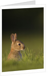 Baby Rabbit in grass by Anonymous
